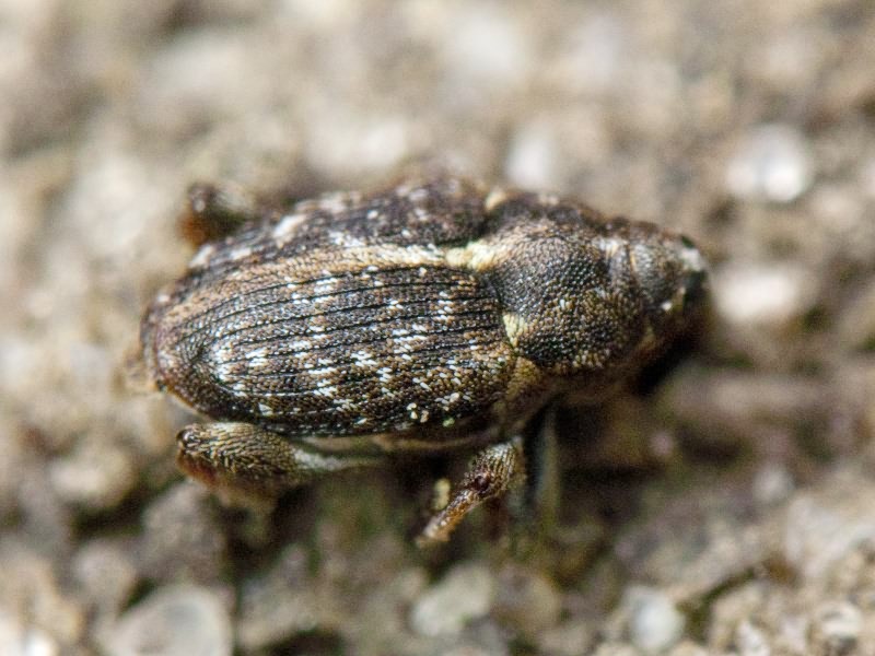 Coryssomerus capucinus (Beck, 1817)